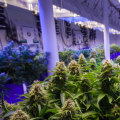 How does hhc (hexahydrocannabinol) affect coordination and balance?