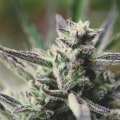 Is hhc natural or synthetic?