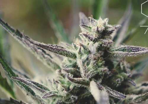 Is hhc natural or synthetic?
