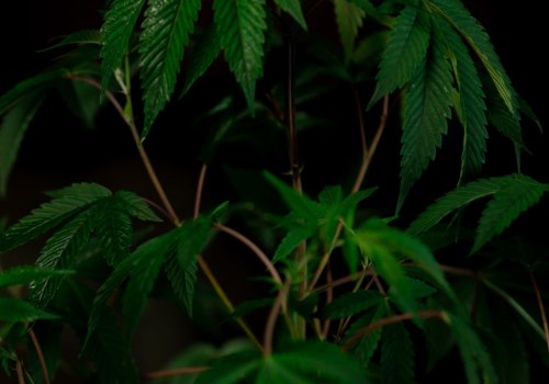 How is hhc (hexahydrocannabinol) metabolized in the body?